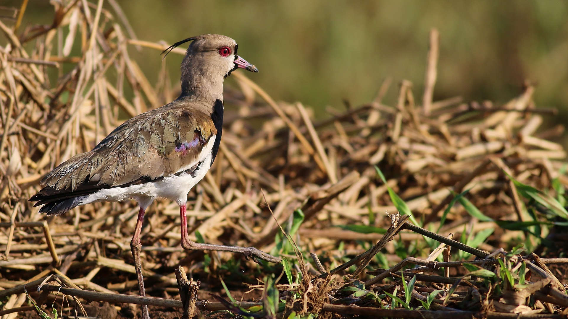 Southern Lapwing